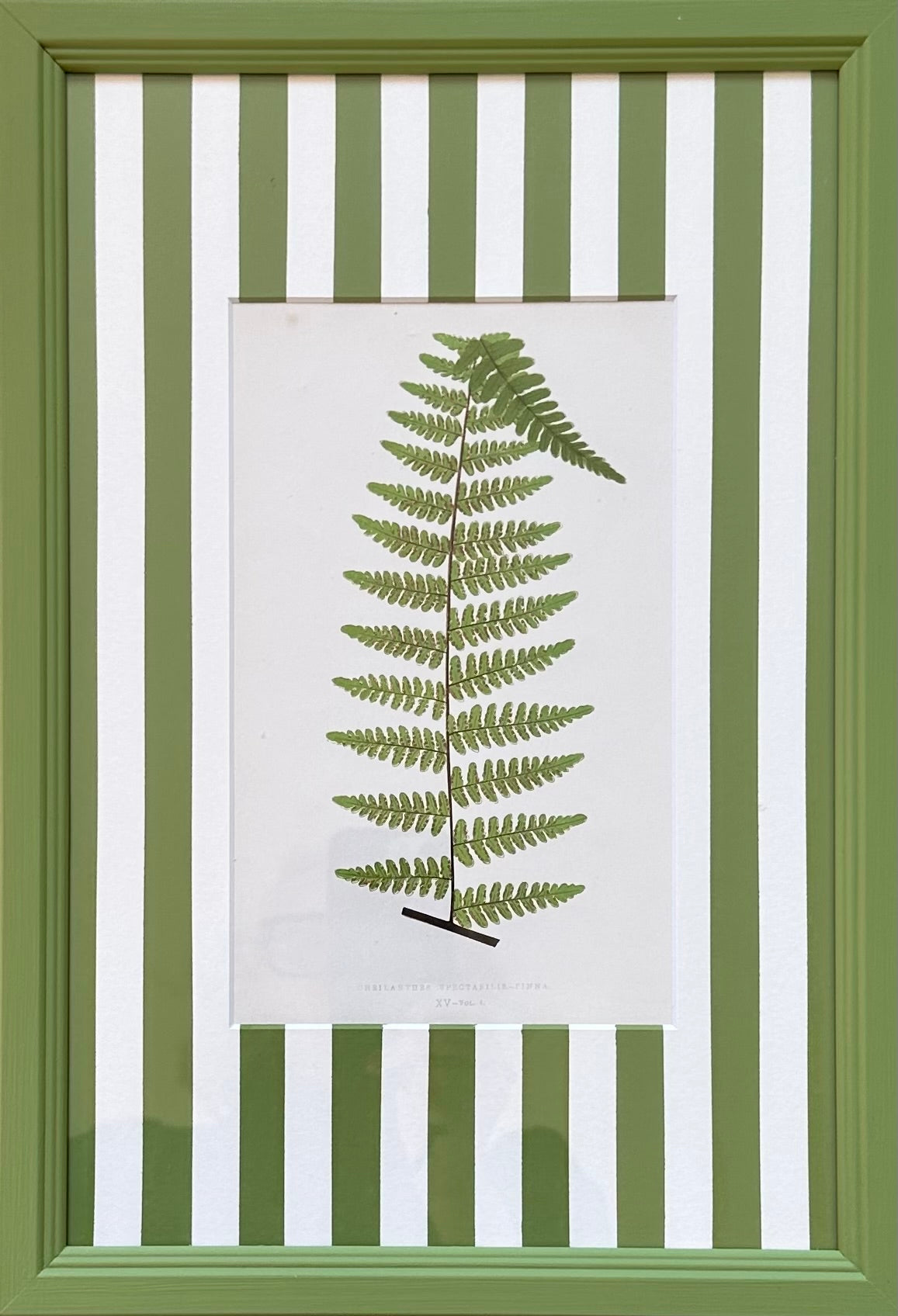 Green Stripey Ferns