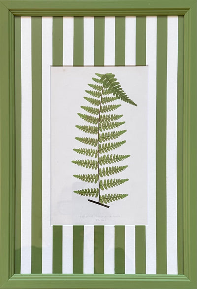 Green Stripey Ferns
