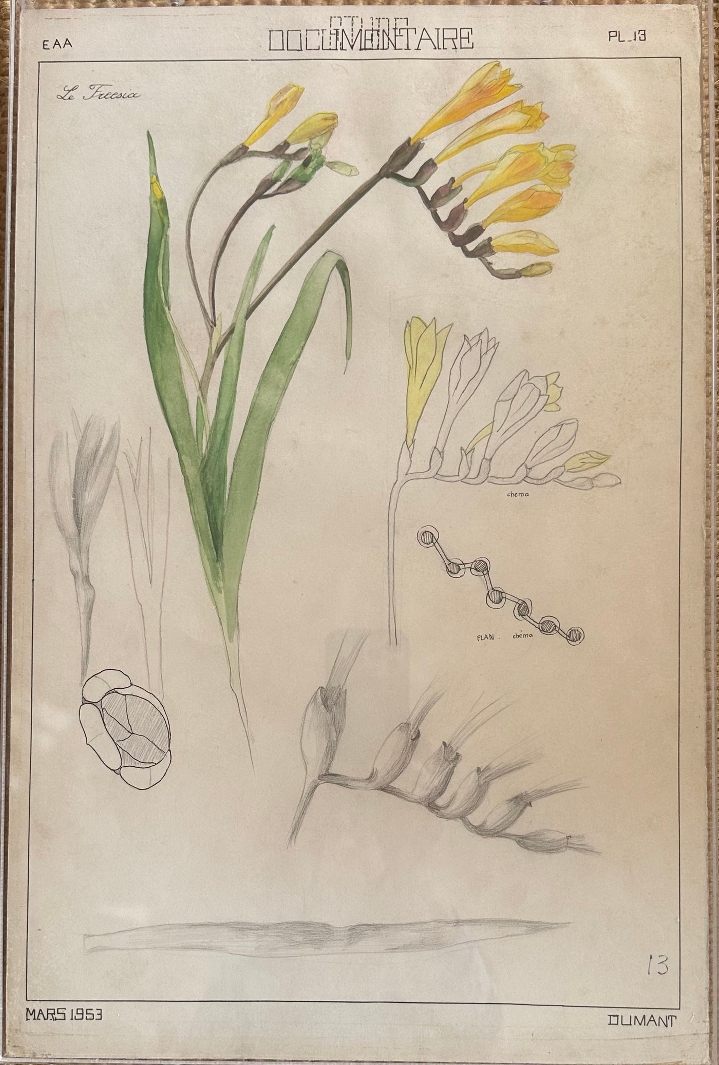 Daffodil Study