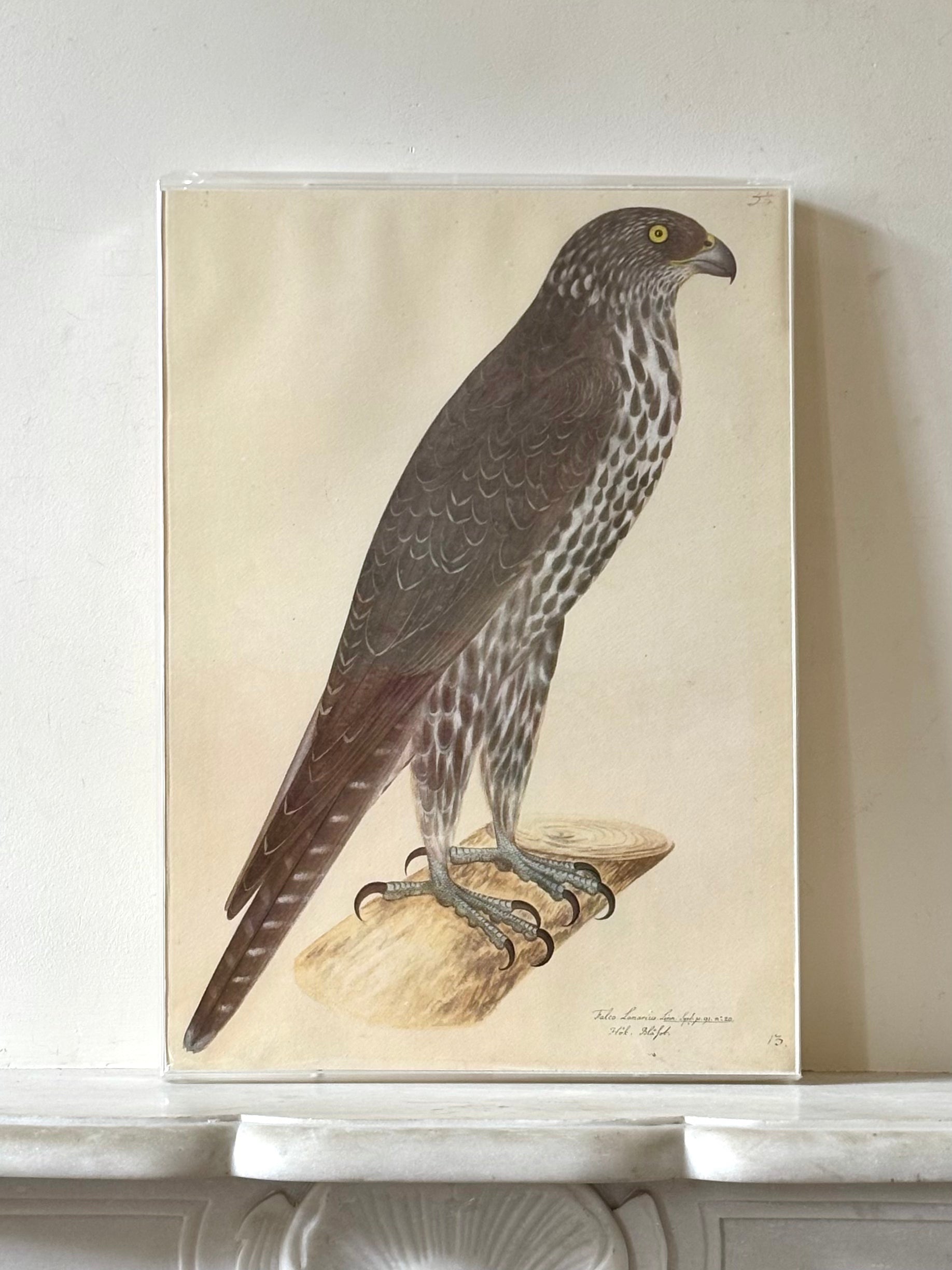 Swedish Bird Prints