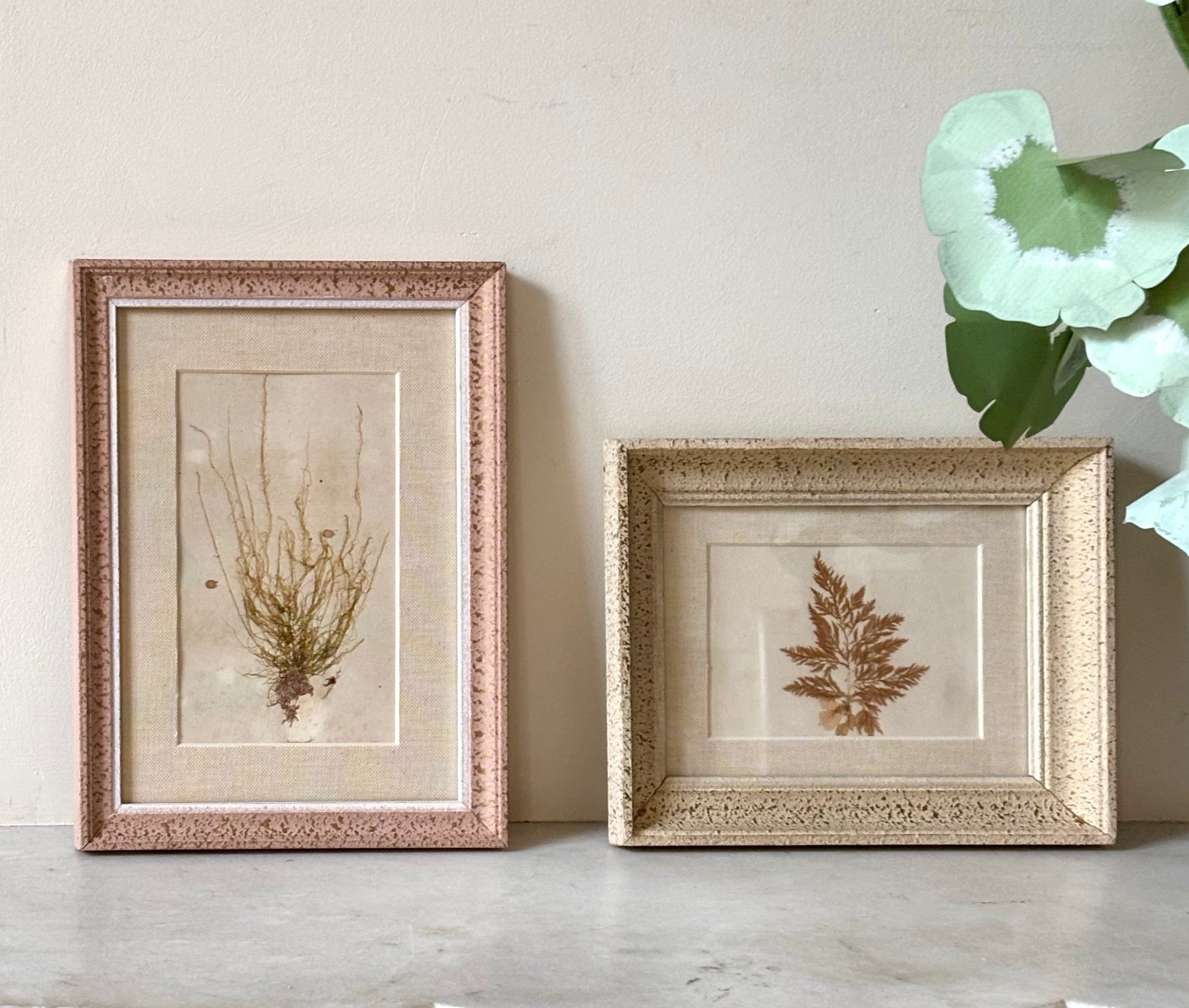 Vintage Pressed Seaweeds