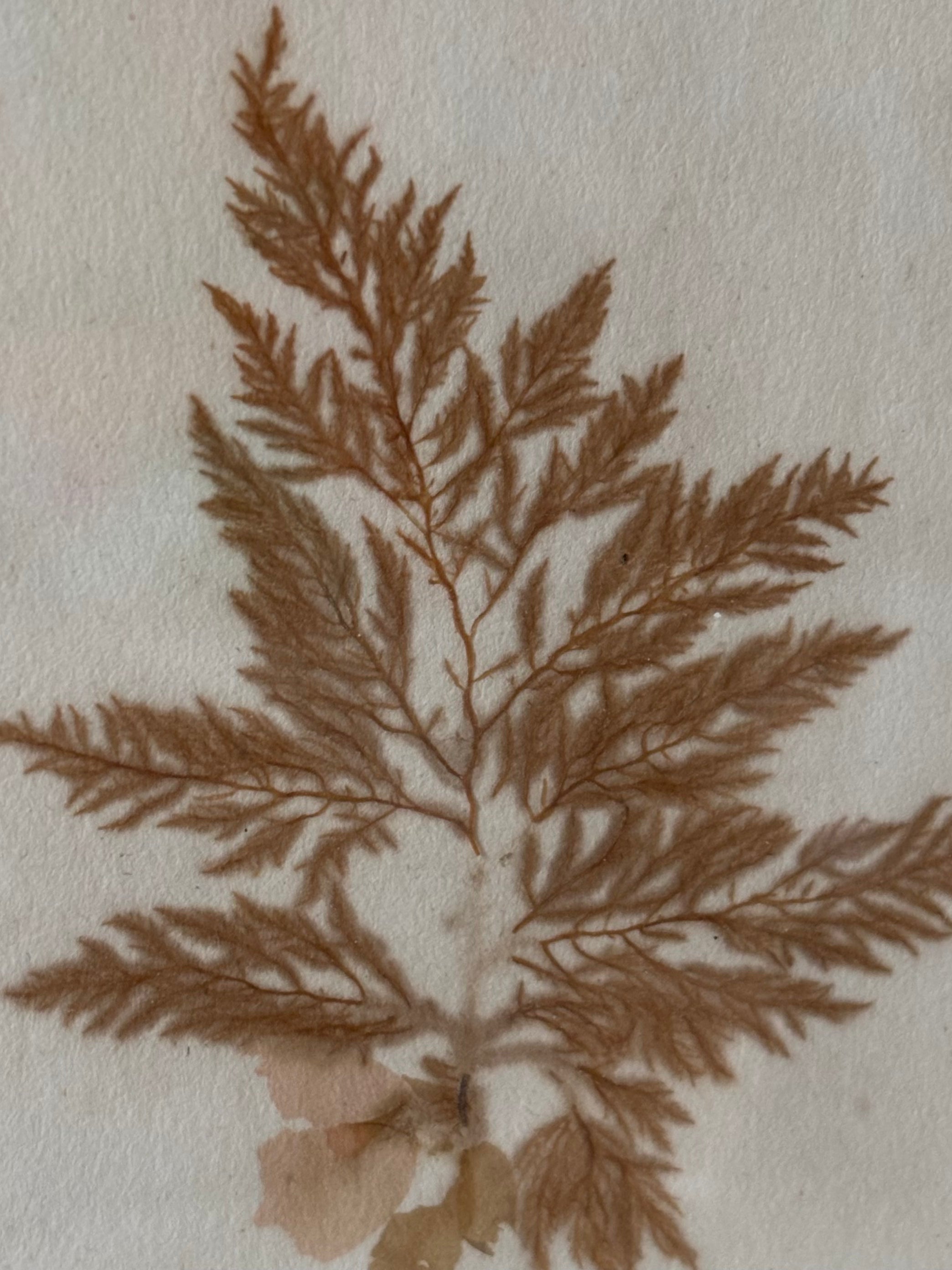Vintage Pressed Seaweeds
