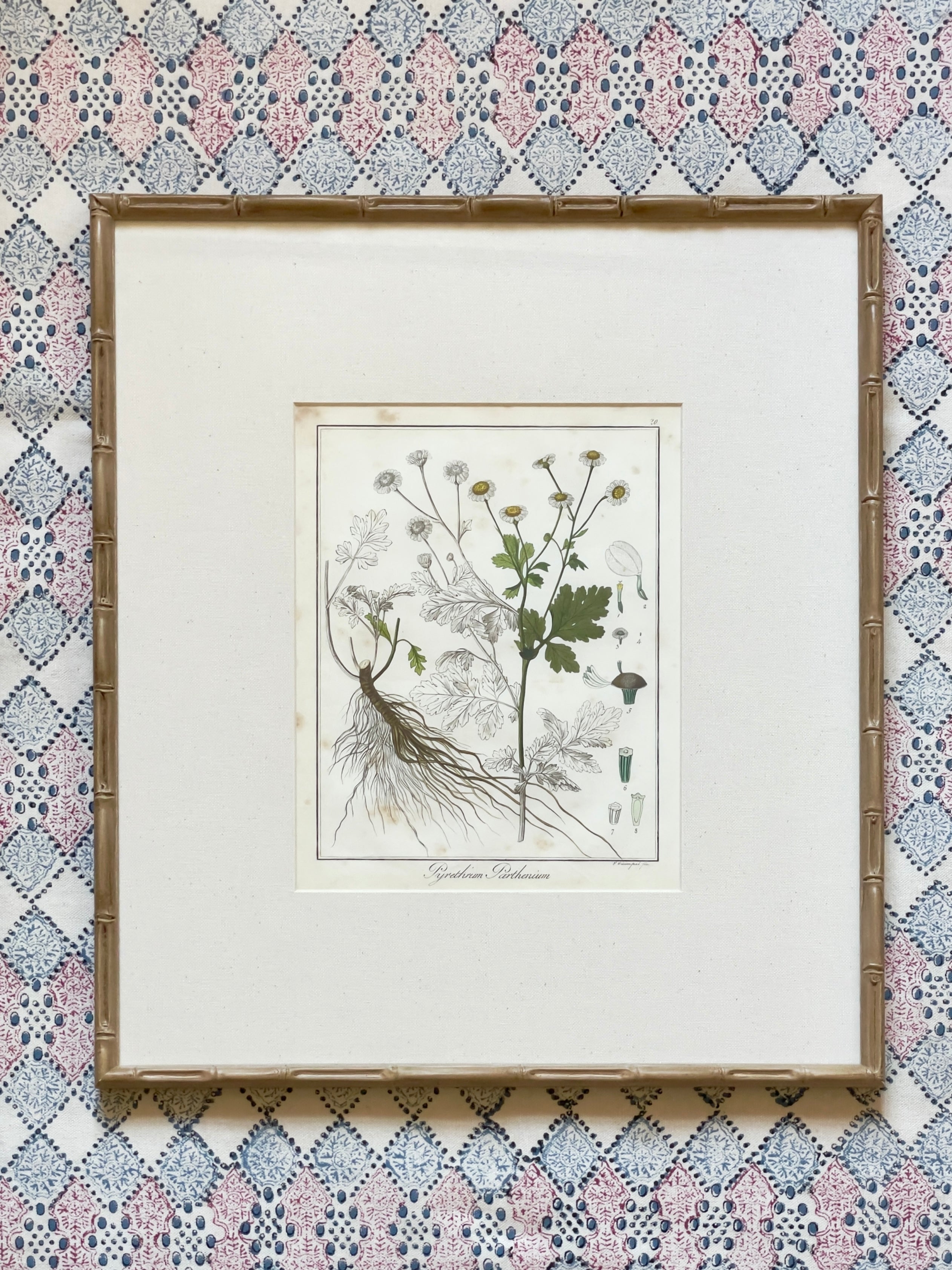 Large 1853 Guimpel Botanical Prints