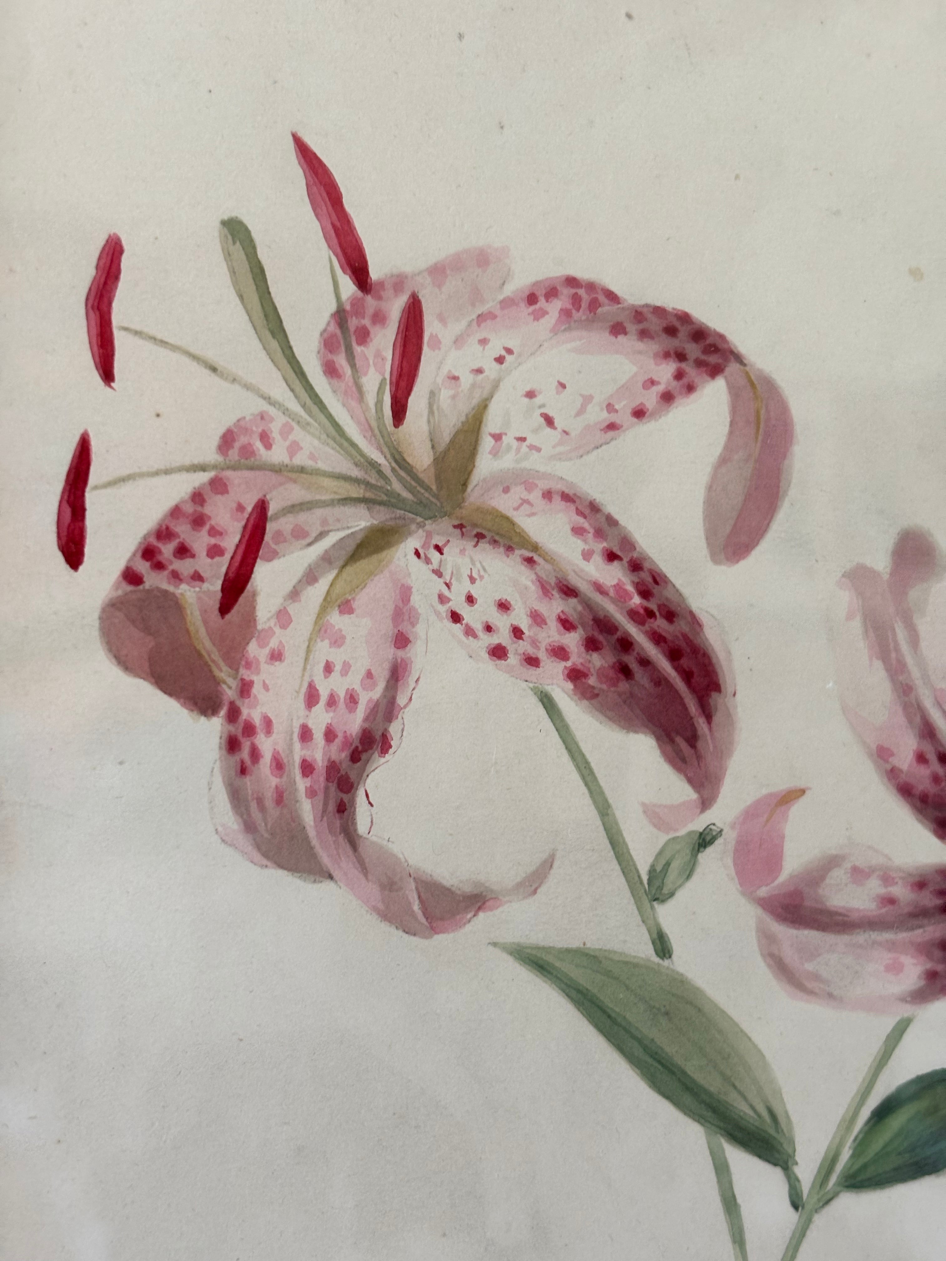 Tiger Lilies