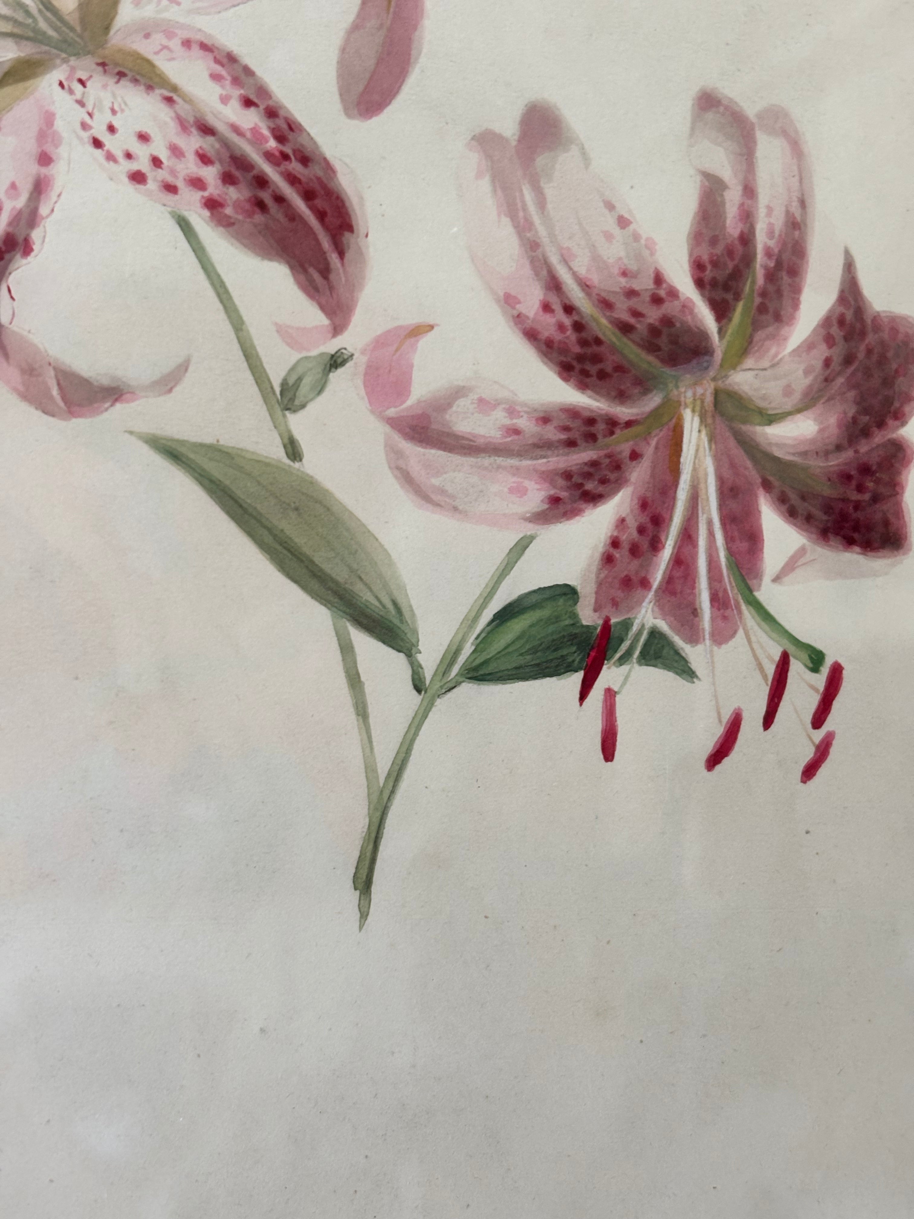 Tiger Lilies