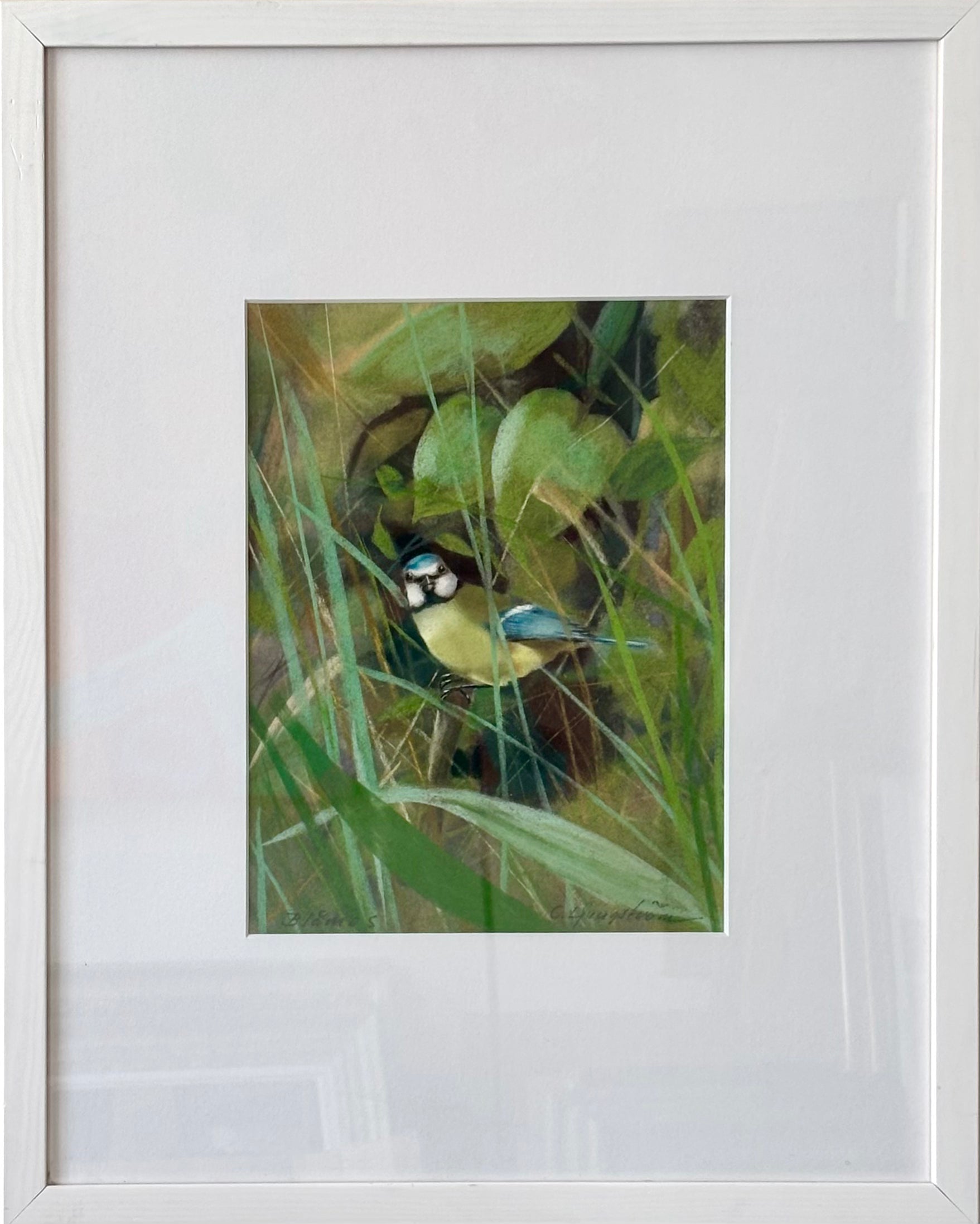 Blue Tit