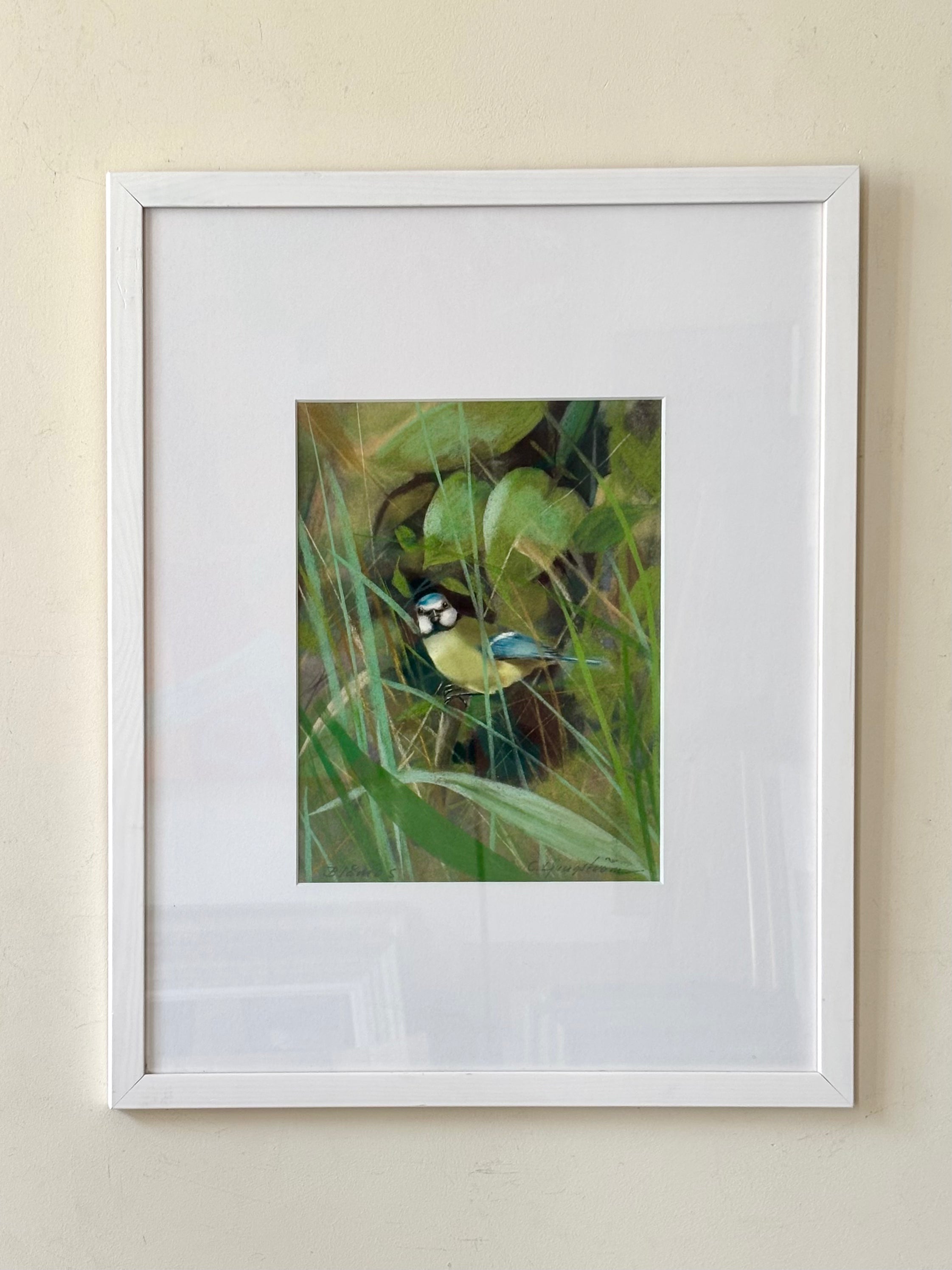 Blue Tit