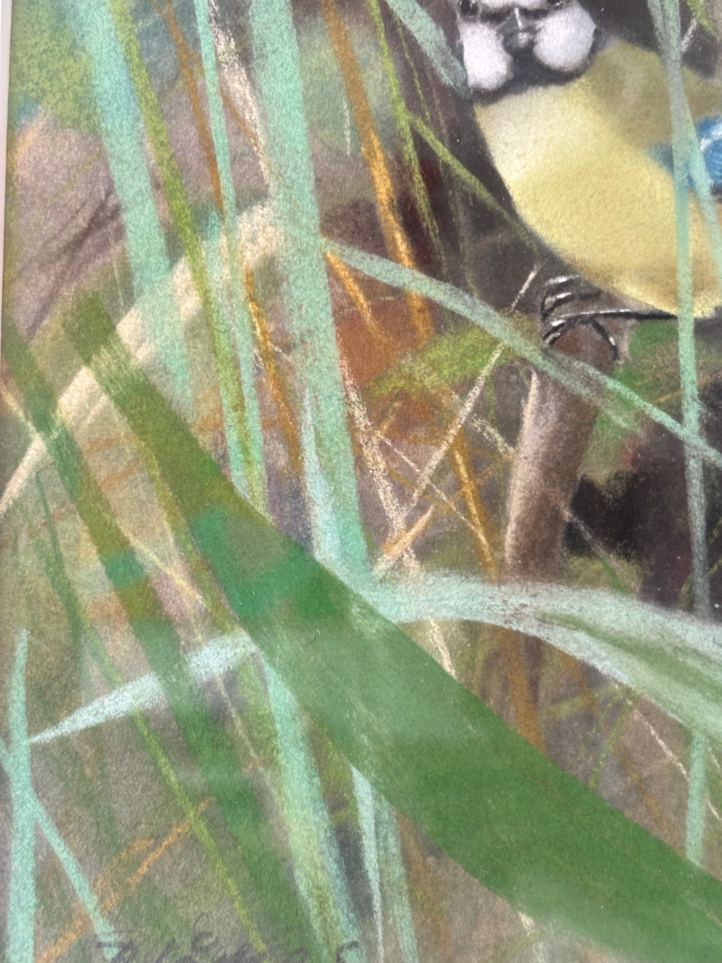 Blue Tit