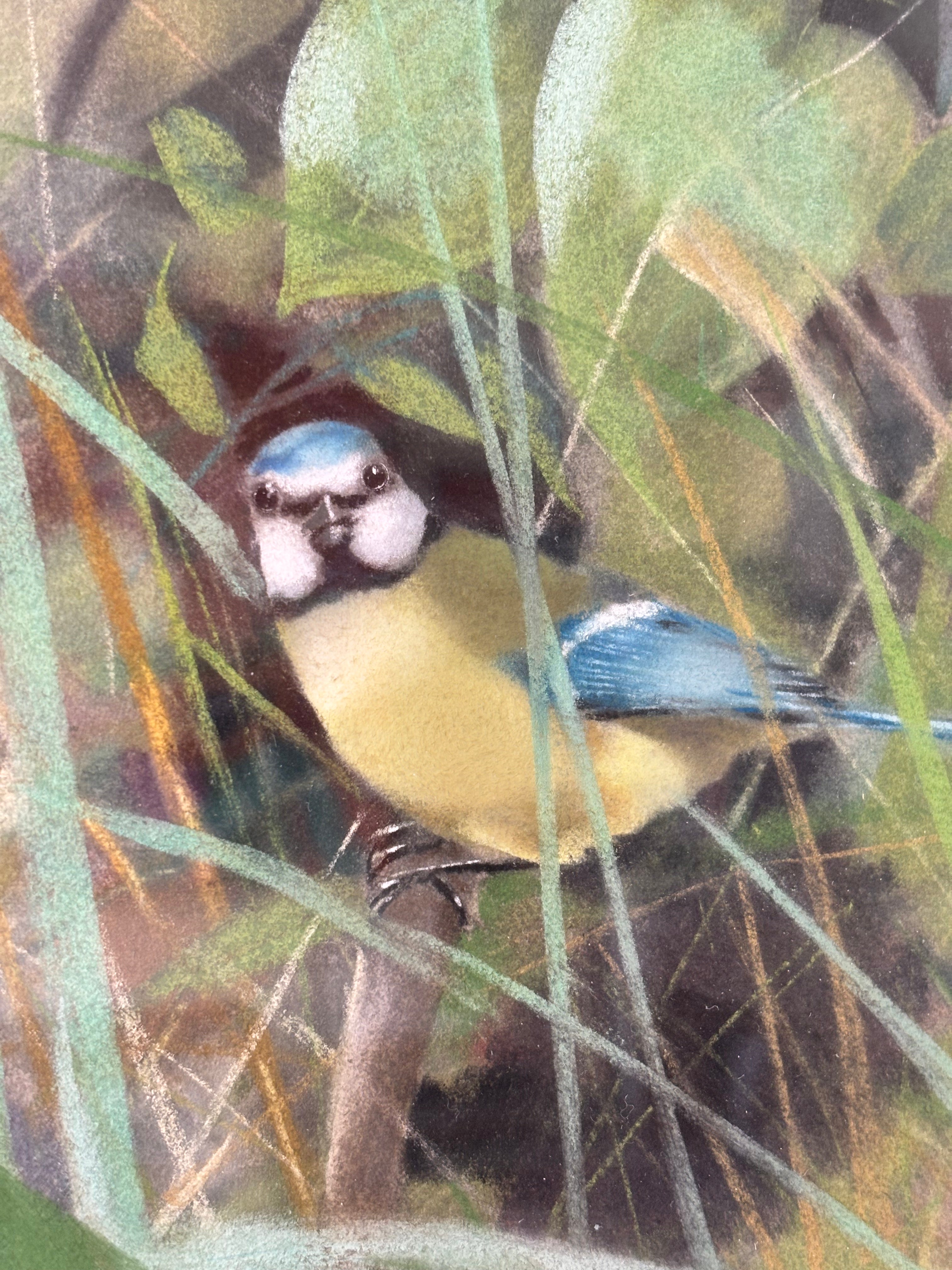 Blue Tit