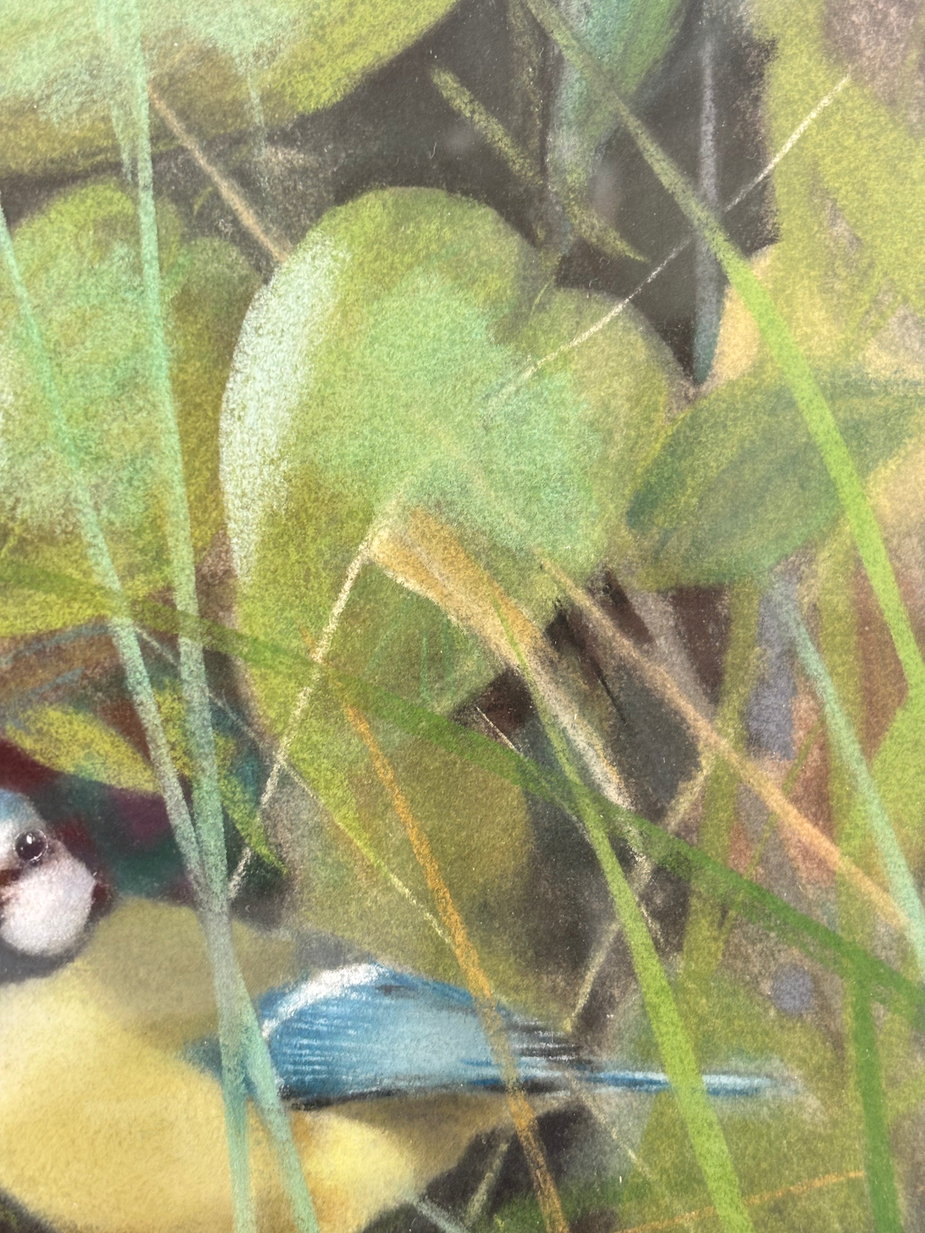 Blue Tit