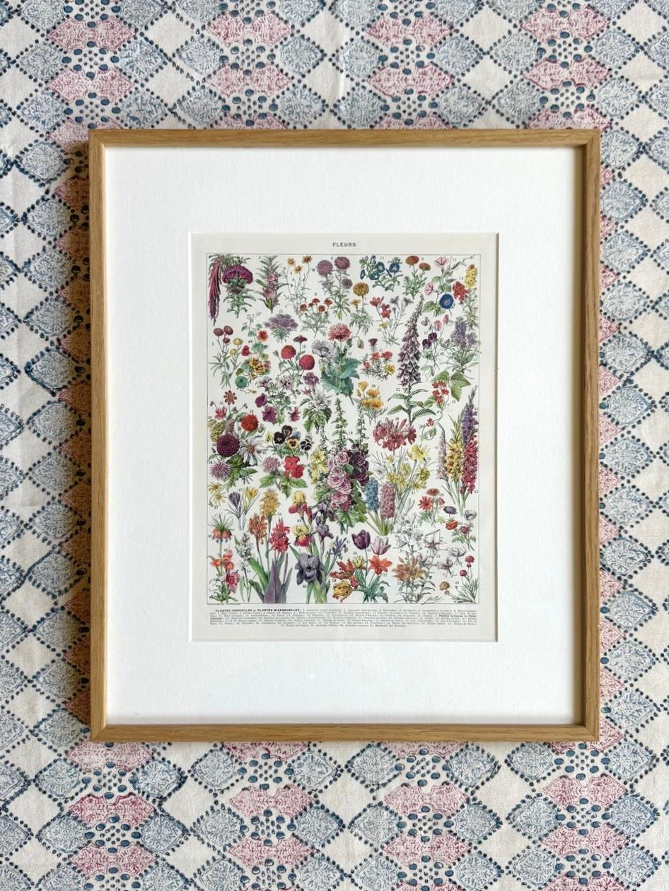 Fleurs Larousse; Hollyhocks