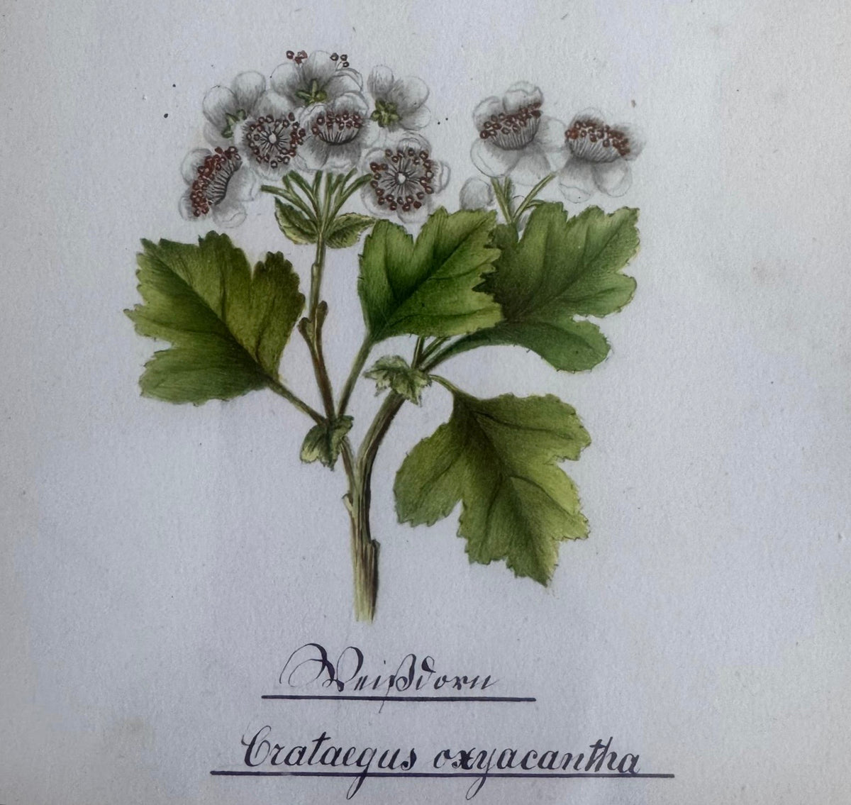 Nineteenth Century Floral Watercolour on Pink