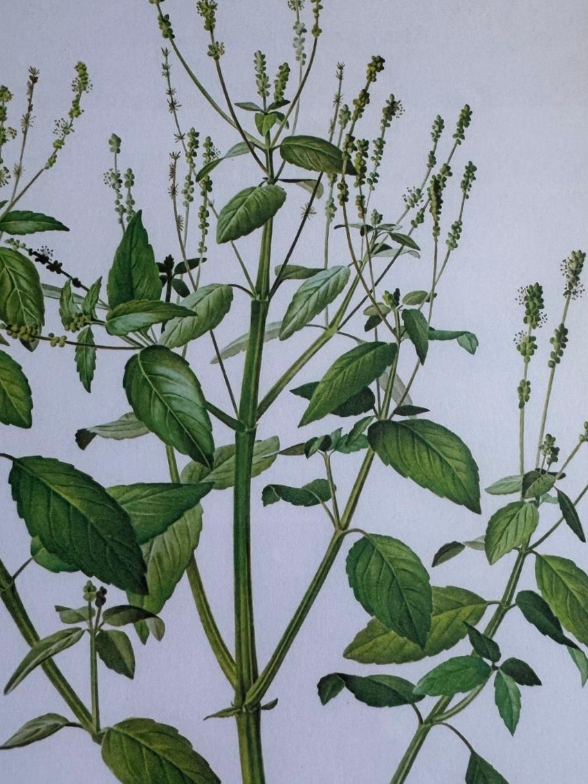 French Botanical Ilustration