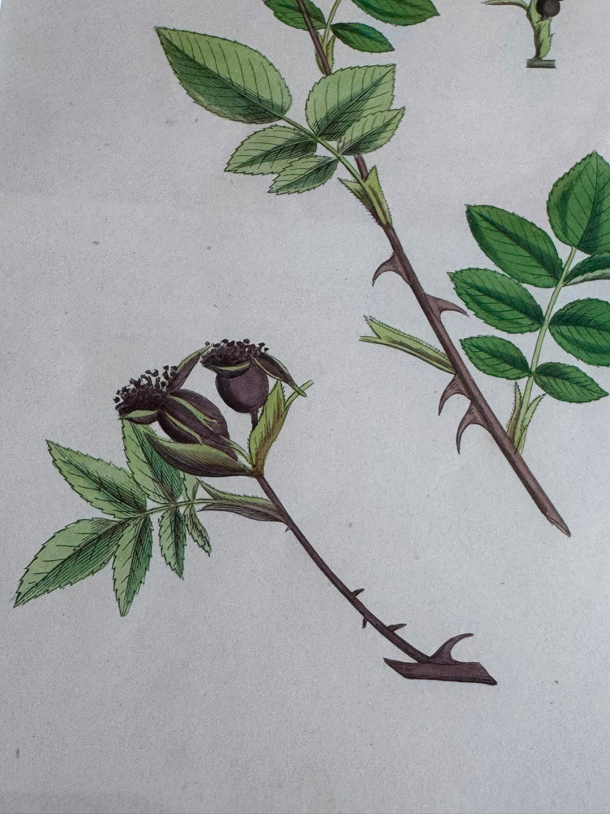 Victorian Illustration 1863
