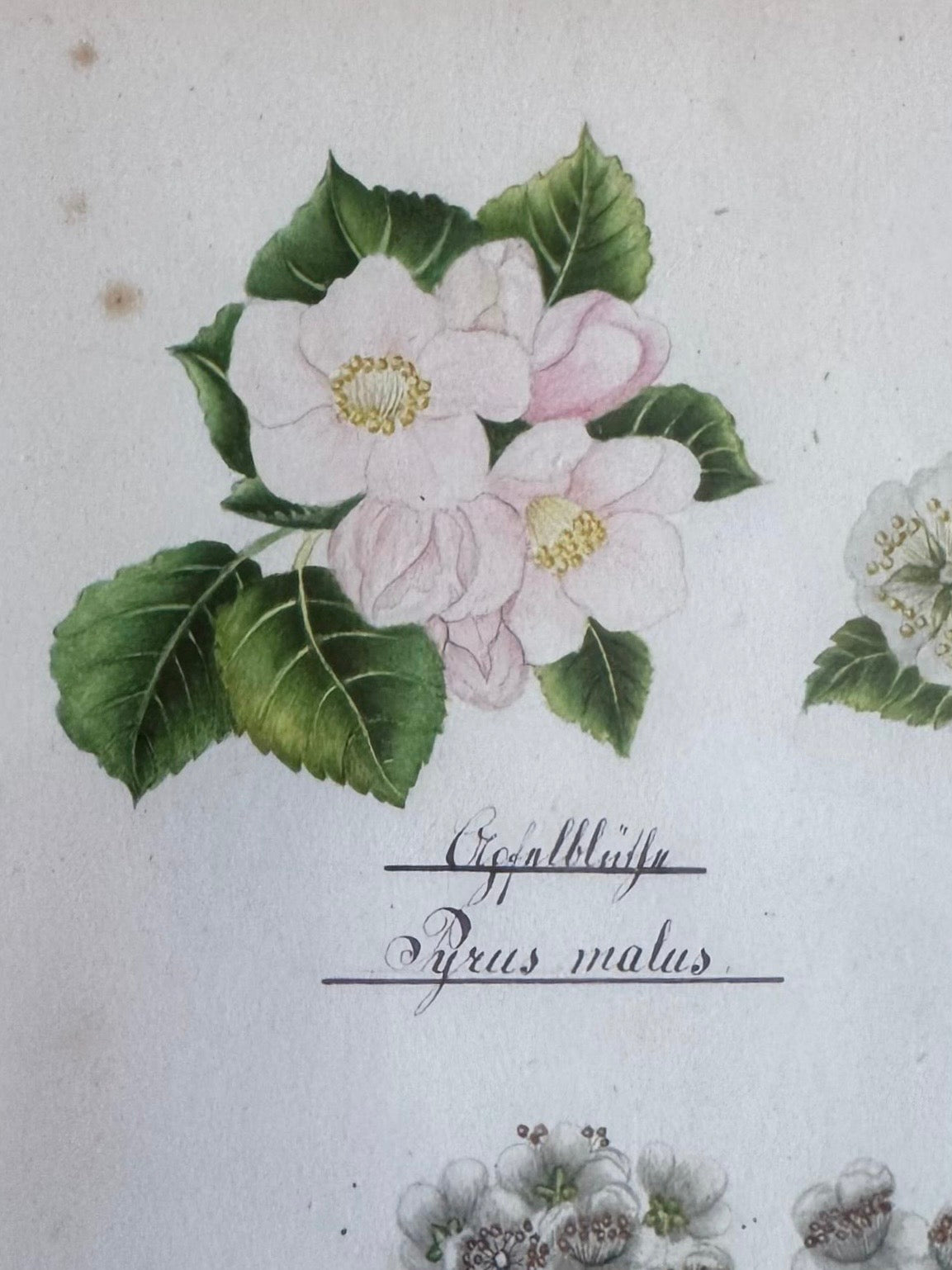 Nineteenth Century Floral Watercolour on Pink