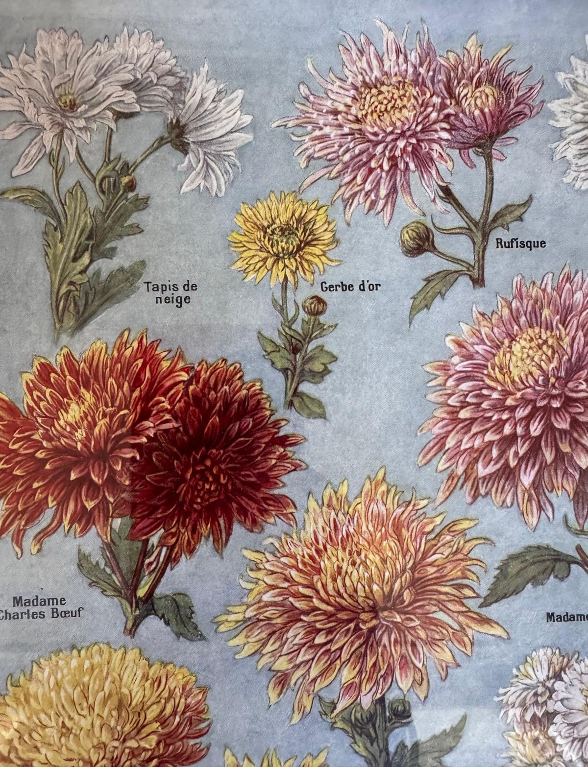 Chrysanthanums