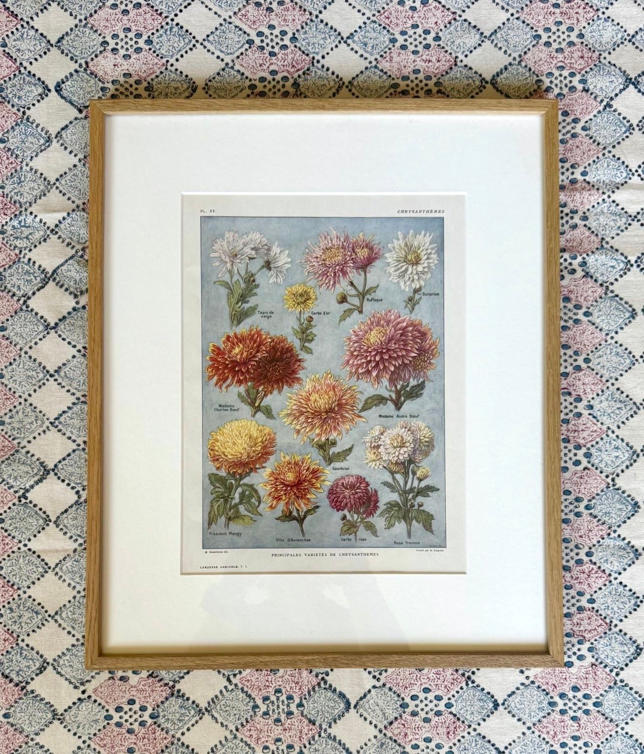 Chrysanthanums