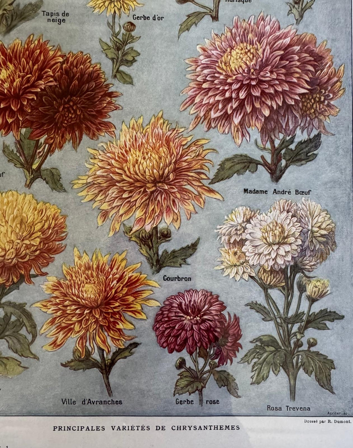 Chrysanthanums