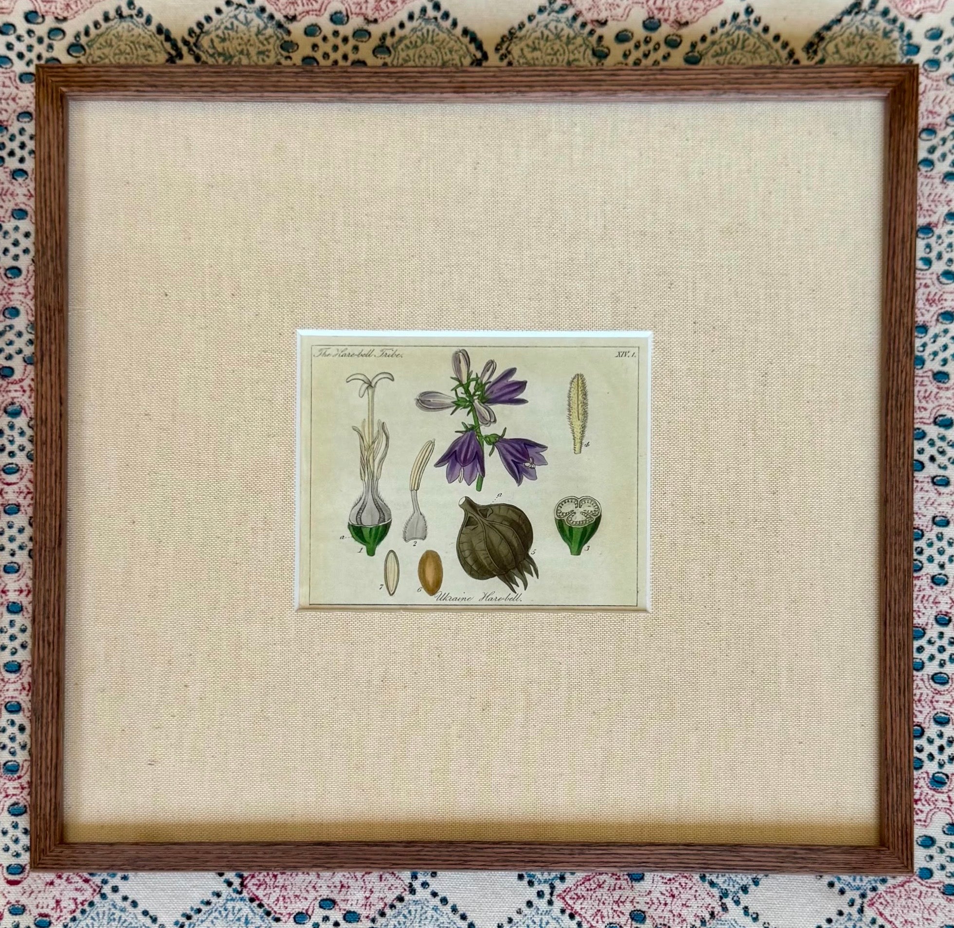 Small Hand Coloured 19th Century Botanical Prints