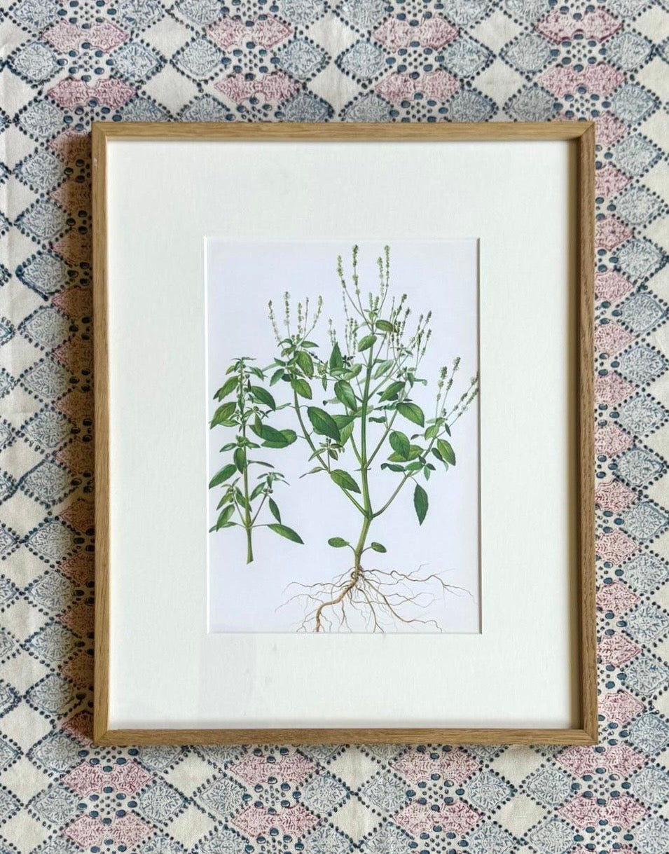 French Botanical Ilustration
